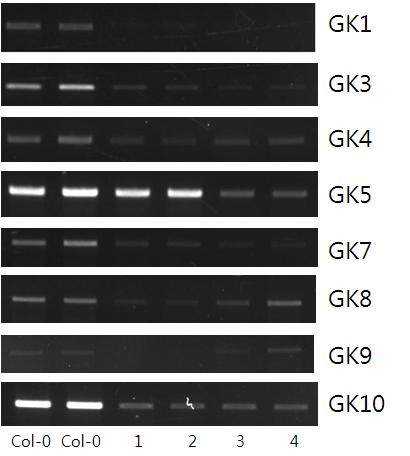 BrGI-RNAi 형질전환 애기장대 내 GI 유전자 발현 분석