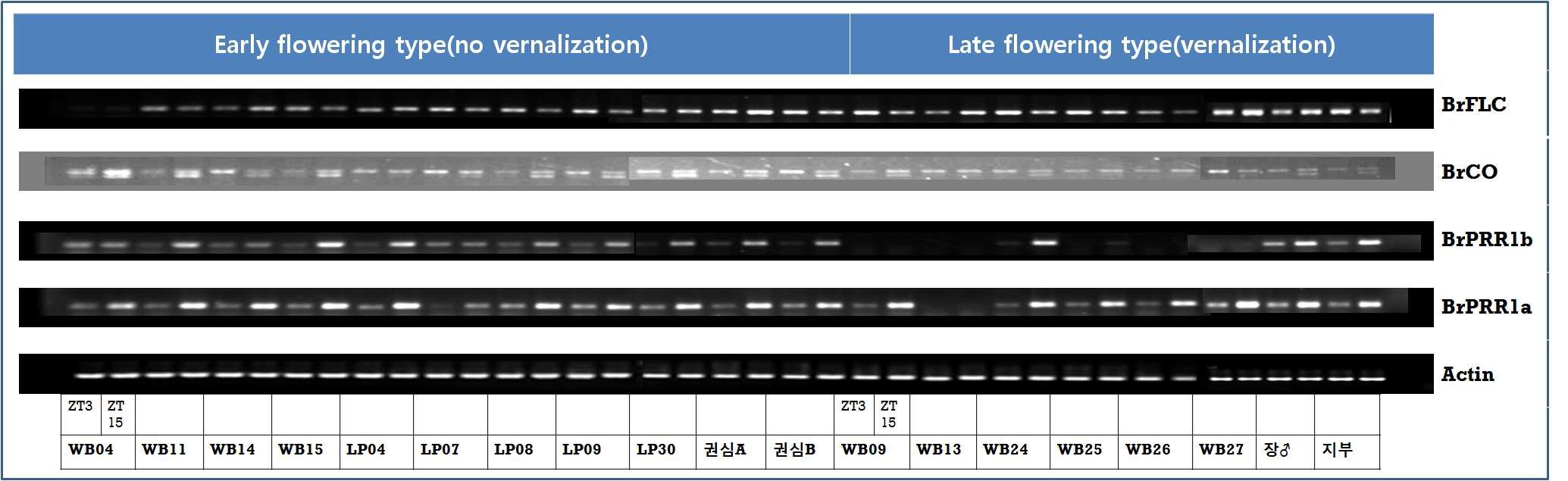 오전과 오후(ZT3과 ZT15)의 개화 유전자(BrCO와 BrFLC) 및 생체리듬