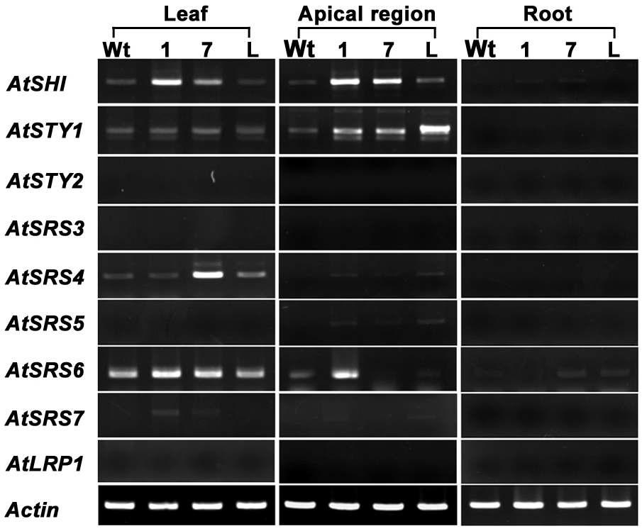 BrSTY1, BrSR S7, BrLR P 1 유전자가 도입된 형질전환 애기장대의 잎, 뿌리, 정단분열조직에서 애기장대 내부 SH I -related genes들의 발현양상을 semi-quantitative RT-PCR을 이용하여 분석.