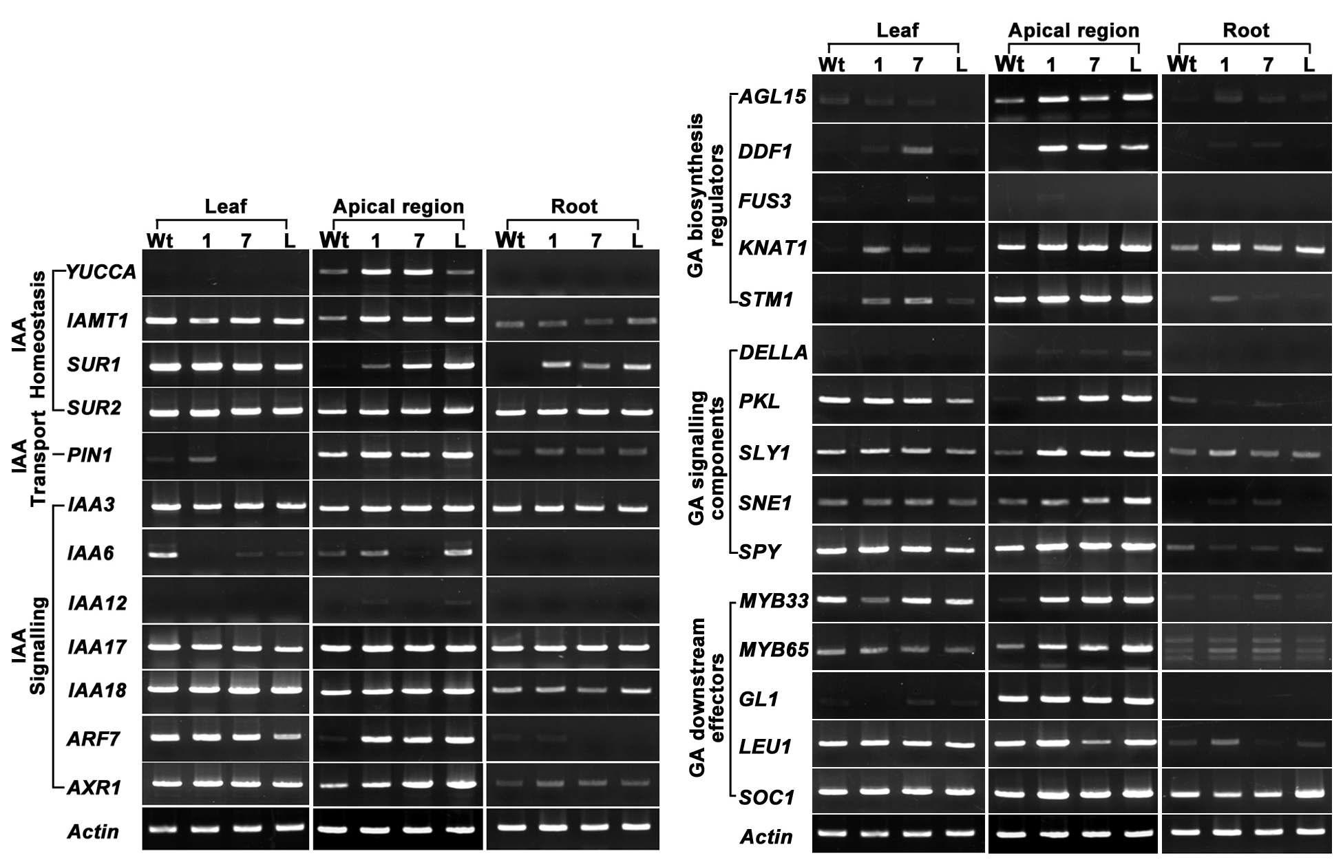 BrSTY1, BrSR S7, BrLR P 1유전자가 도입된 형질전환 애기장대 잎, 뿌리, 정단분열조직에서 성장조절 호르몬성 GA 와 auxin-related 유전자들의 발현양상을 semi-quantitative RT-PCR을 이용하여 분석.