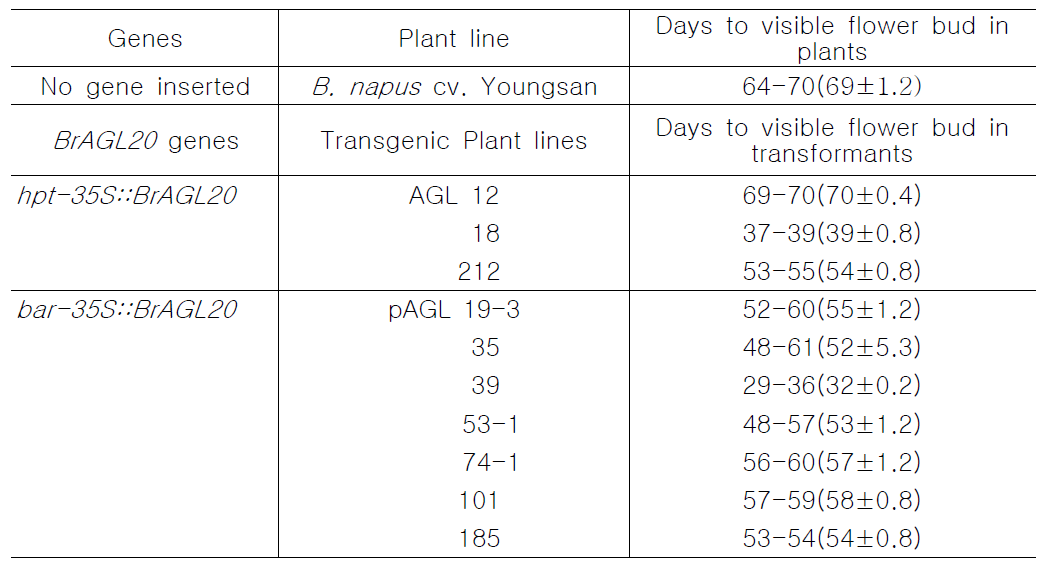 BrAGL20 유전자가 도입된 형질전환 유채에서 추대소요일수 분석(T3세대)