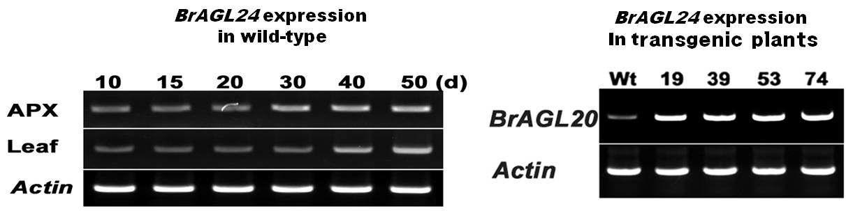 BrAGL20 과발현되는 형질전환 유채의 발현 분석.