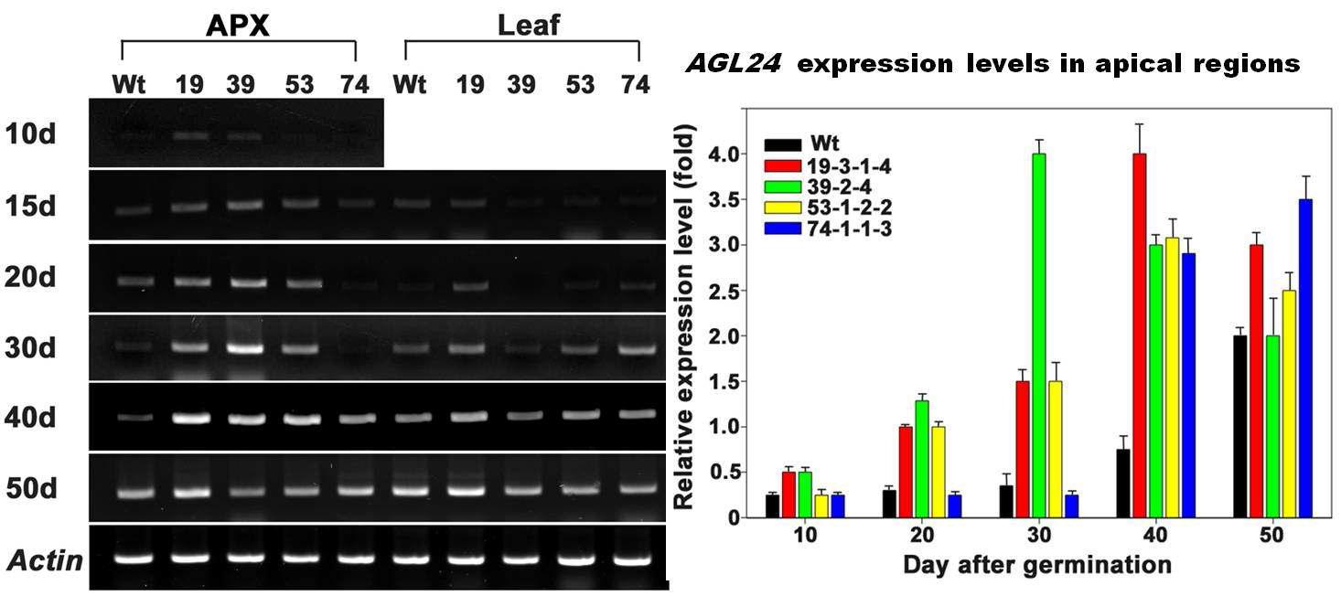 BrAGL20유전자가 도입된 형질전환 유채 apical region과 잎에서 AGL24 유전자의 발현양상을 semi-quantitative RT-PCR을 이용하여 분석