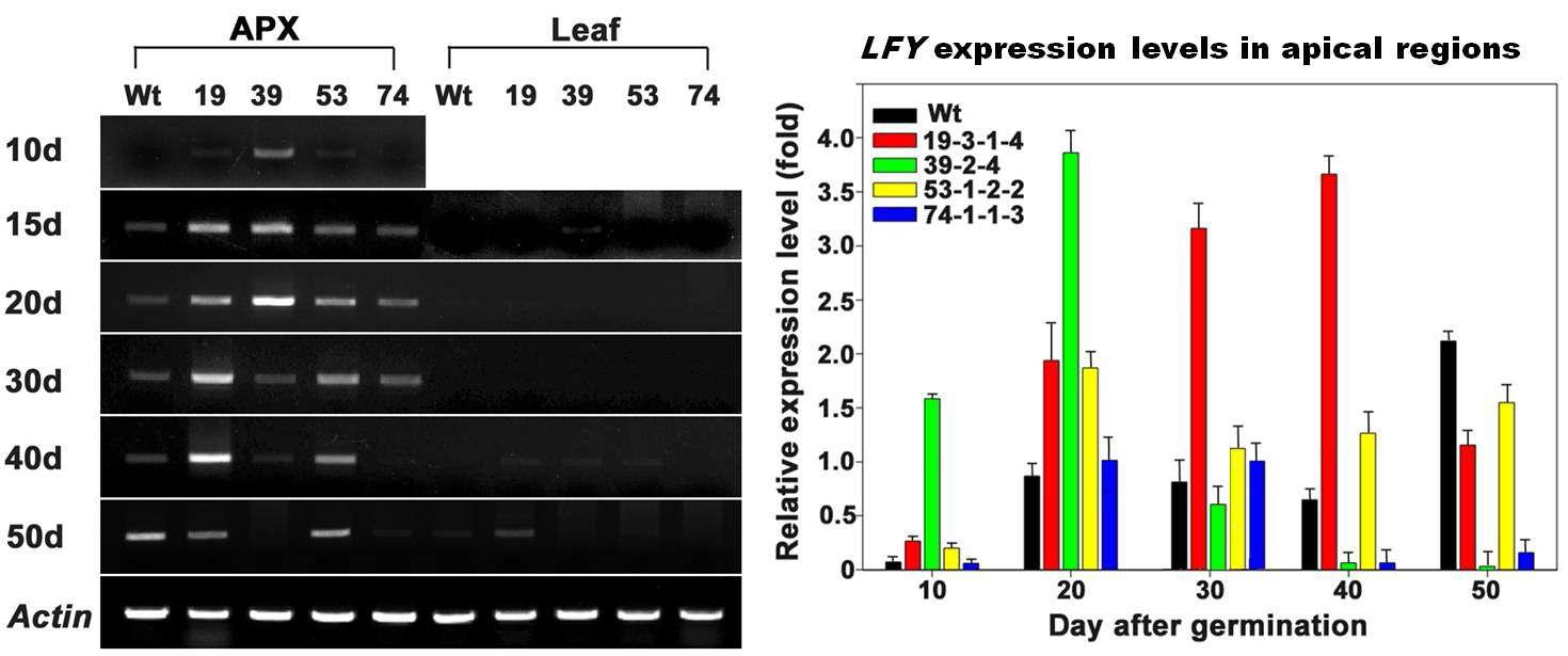BrAGL20유전자가 도입된 형질전환 유채 apical region과 잎에서 LF Y유전자의 발현양상을 semi-quantitative RT-PCR을 이용하여 분석