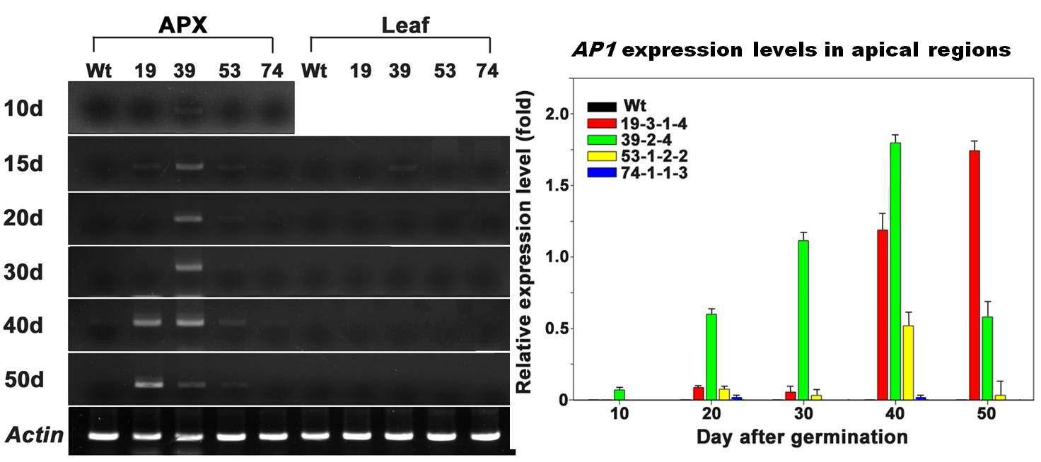 BrAGL20유전자가 도입된 형질전환 유채 apical region과 잎에서 AP 1유전자의 발현양상을 semi-quantitative RT-PCR을 이용하여 분석