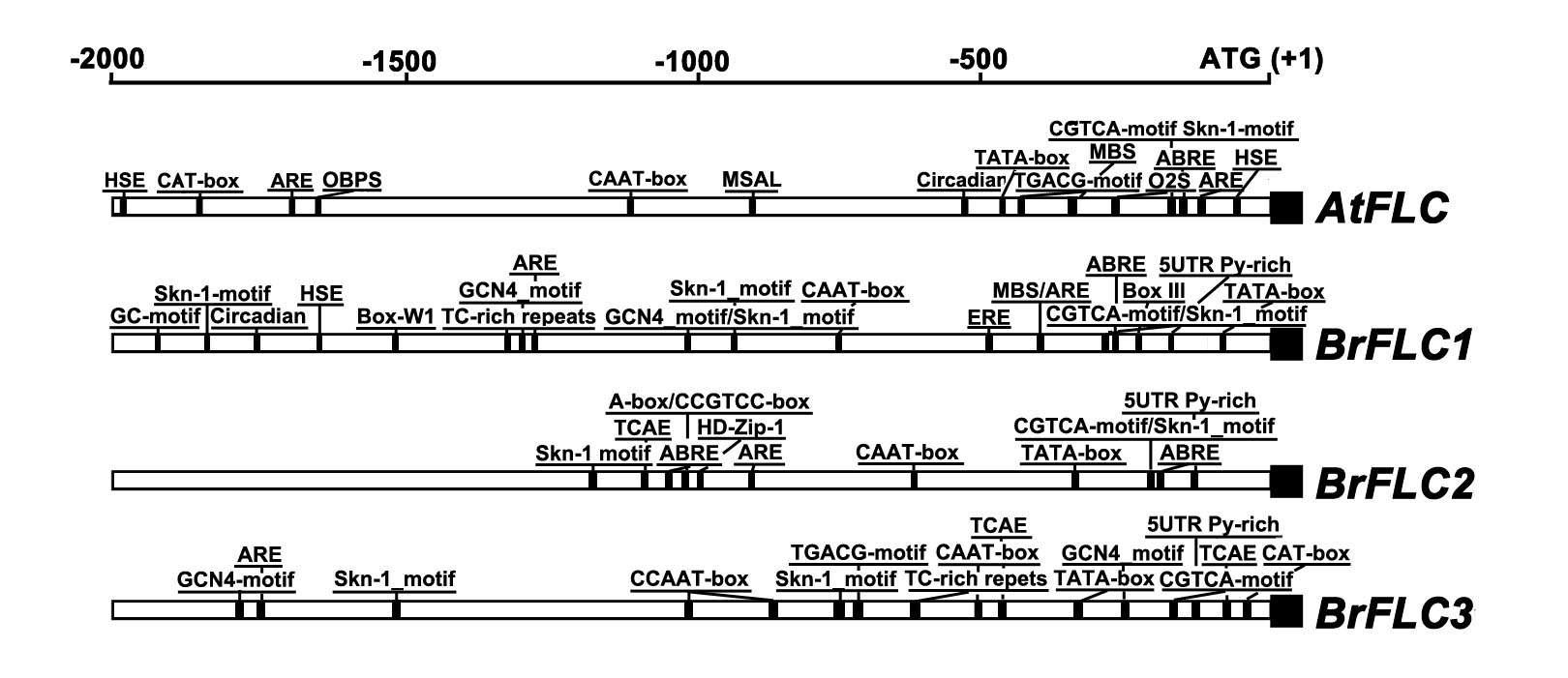 배추 개화조절 BrF LC 유전자군의 프로모터들과 애기장대 개화조절 AtF LC 유전자프로모터에 포함된 작용위치요소들의 종류와 위치를 비교한 그림.