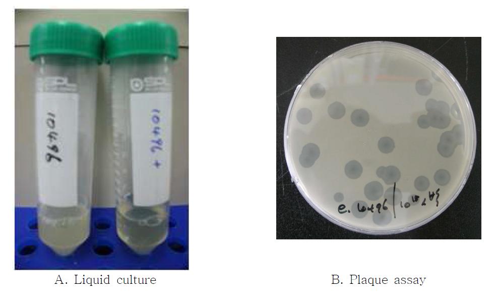 T7 파지와 E. coli 균주의 숙주특이성 조사 결과 사진