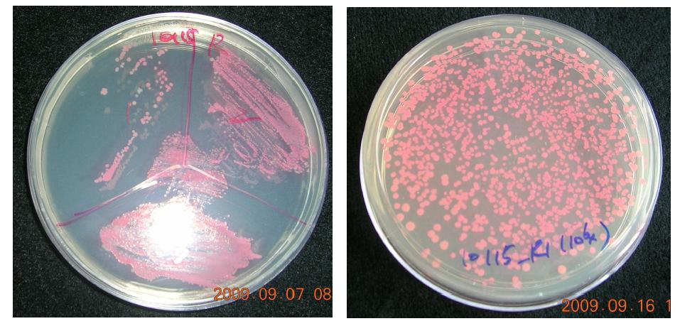 E. coli 균주에 적색형광단백질 발현 삽입변이체 선발 사진