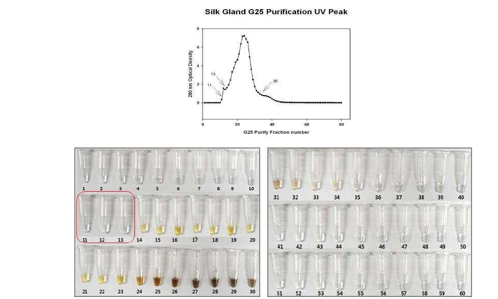 G25 filtration을 이용한 fraction별 tyrosinase 반응