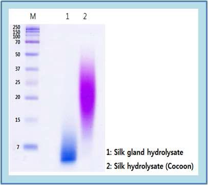 실샘유래 가수분해물 분자량 확인