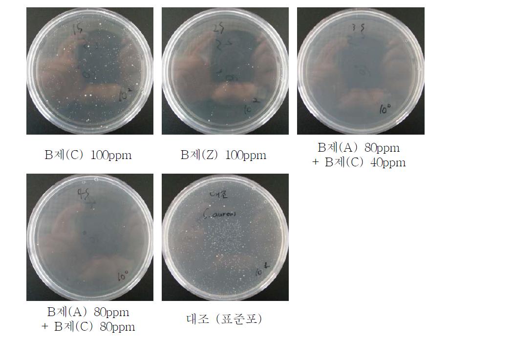 처리조건 별 황색포도상규균 항균 결과