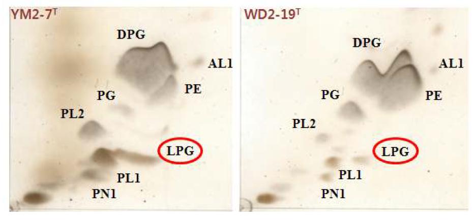 균주 YM2-7T와 WD2-19T의 polar lipid profile.