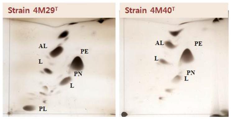 균주 4M29T와 4M40T의 polar lipid profile.