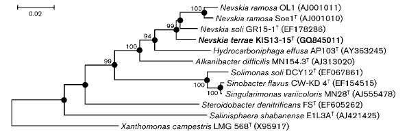 균주 KIS13-15T의 계통분류학적 위치