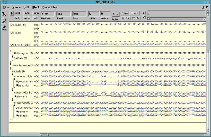 ARB editor에서의 16S rRNA 유전자 염기서열의 정렬.