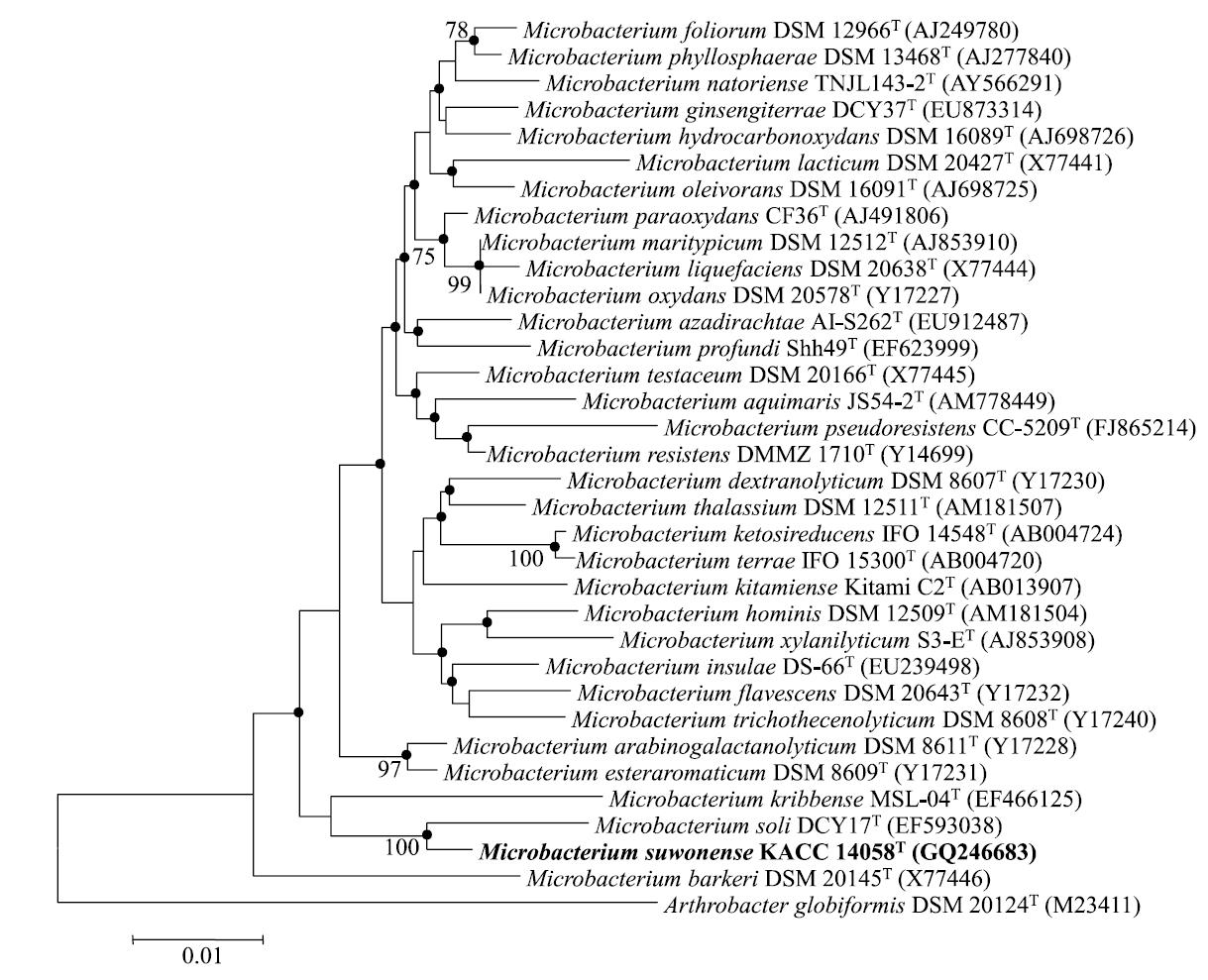 Microbacterium suwonense M1T8B9T의 계통분류학적 위치.