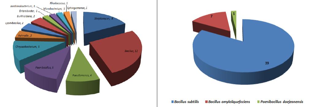 균주의 16S-rRNA 분석에 의한 종 동정 결과(좌; 한라산, 우; 갯벌)