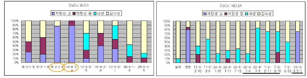 배추유래 디펜신 유전자 도입 OsCc::BrD1 계통의 벼멸구저항성(좌) 정도와 장안녹두유래 디펜신 유전자 도입 OsCc::VrDJA 계통의 벼멸구저항성(우) 정도.