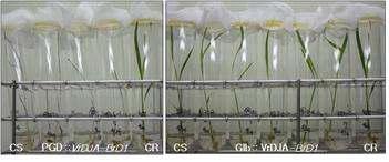 시험관 검정법을 이용한 대상 프로모터별 벼멸구 저항성 검정결과 CS, control of susceptible; CR, control of resistant.