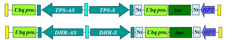 2종의 벼멸구 유전자 targeting RNAi-벡터 맵.