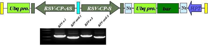 RNAi-RSV-CP 벡터 작성 및 sense와 antisense 특이 프라이머를 이용한 PCR 확인.