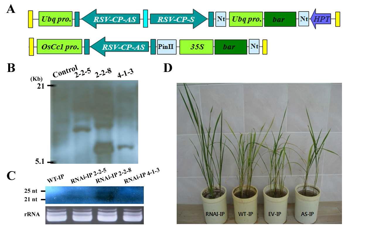 RSV 외피단백질 전장 운반체 (RNAi-RSV-CP-full)가 도입된 일품벼(IP) 형질전환체 작성 및 분자생물학적 분석.