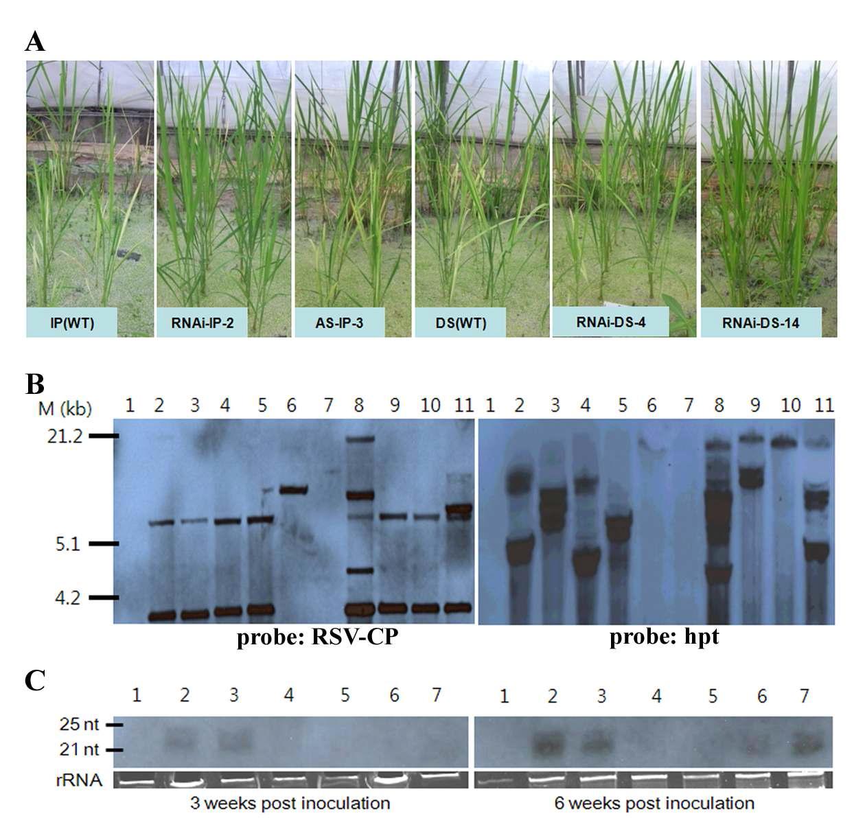RNAi-RSV-CP-full 운반체 도입 형질전환체(일품벼, 대산벼)의 벼줄무늬잎마름병 저항성 표현형(A), Southern blot(B) 및 small RNA 생성 확인(C).