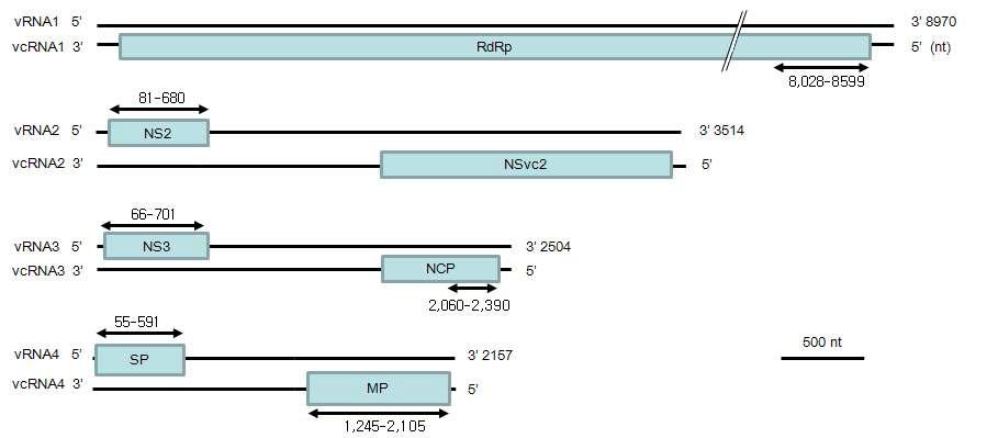 RSV 게놈상의 RNA 1～ 4의 유전적 지도.
