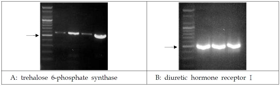 벼멸구 total-RNA로부터 증폭된 trehalose 6-phosphate synthase (559bp) (A)와 diuretic hormone receptor Ι (535bp) (B)의 RT-PCR 산물, 화살표는 100bp ladder DNA size 마커의 500bp