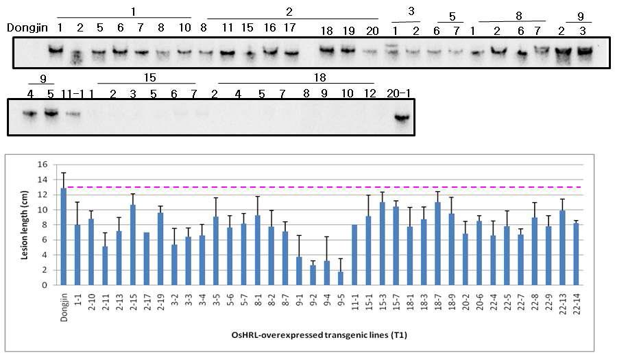 OsHRL 과발현 형질전환체 (T1)의 유전자 발현분석 및 병저항성 기능 검정 결과