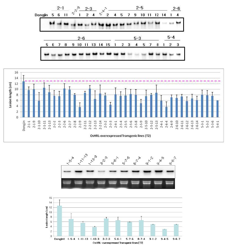 OsHRL 과발현 형질전환체 (T2)의 유전자 발현분석 및 병저항성 기능 검정 결과