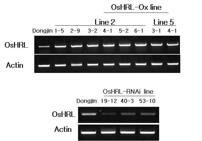 RT-PCR을 이용한 OsHRL 과발현 및 발현 억제 형질전환체의 발현 분석 결과