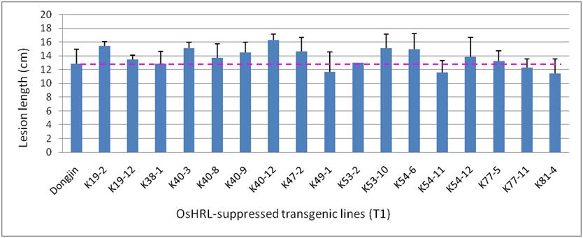 OsHRL 발현억제 형질전환체 (T1)의 병저항성 기능 검정 결과