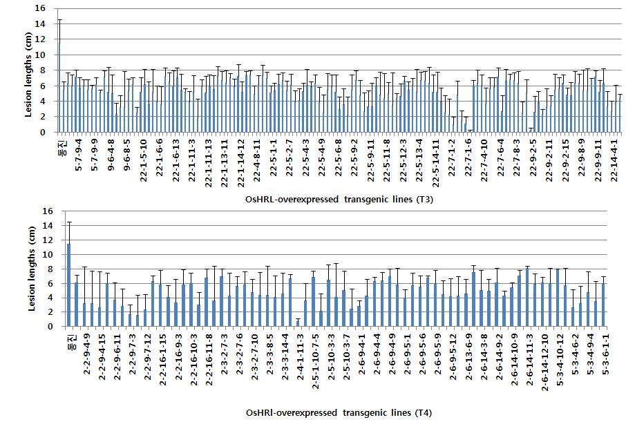 OsHRL 과발현 형질전환체 (T3, T4)의 병저항성 기능 검정 결과
