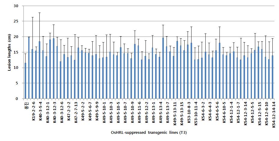 OsHRL 발현억제 형질전환체(T3) 발현분석 및 병저항성 검정