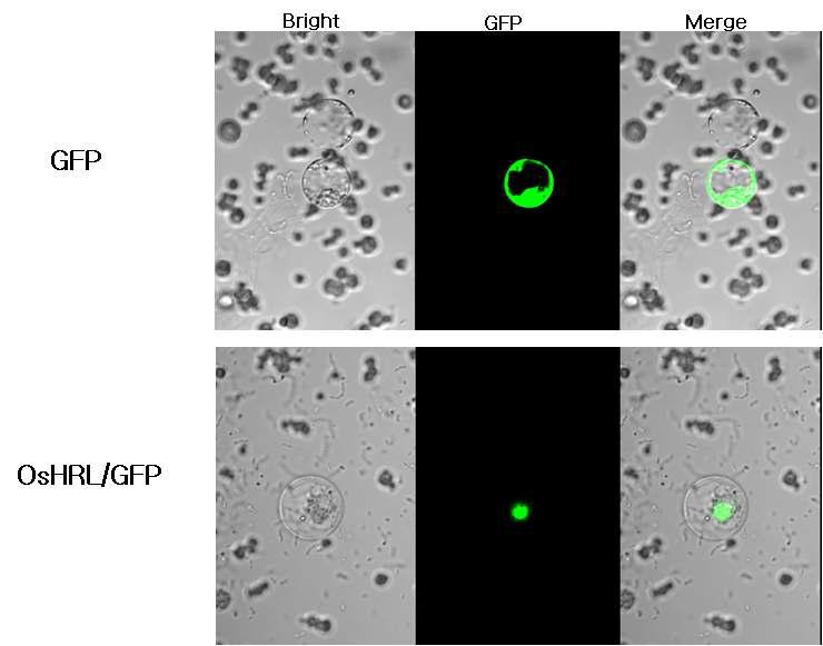 pOsHRL::smGFP의 Localization 확인