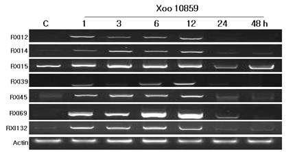 RXI 유전자의 발현 분석