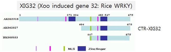 XIG32유전자의 domain structure