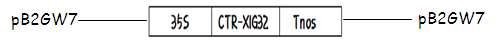 XIG32-CTR유전자의 식물형질전환용 벡터의 지도