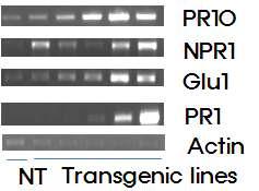 CTR-XIG32유전자과발현체의 RT-PCR분석