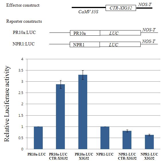 CTR-XIG32유전자의 transient assay