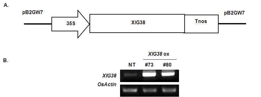 XIG38전사인자과발현체의 발현분석