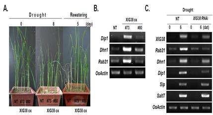 XIG38전사인자 RNAi 형질전환체의 분석