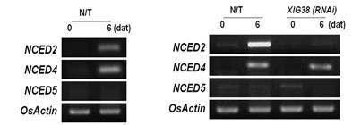 XIG38전사인자 RNAi 형질전환체의 분석