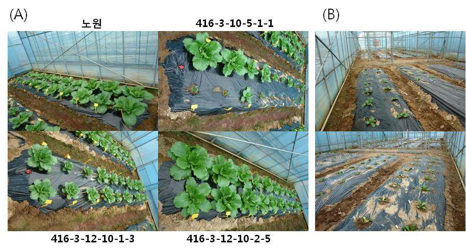복합저항성 배추 410과 416 계통 전개 및 육성을 위한 격리 포장에 이식된 배추.