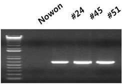 MADS2 유전자의 RT-PCR 분석결과