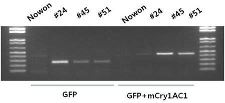GFP 단편의 RT-PCR 분석 결과