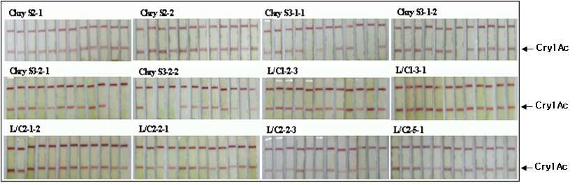 Cry1Ac/Ab Immunostrip을 이용한 고정계통의 단백질발현 확인