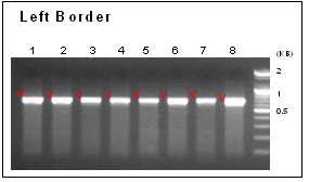 Adaptor ligatopn PCR에 의한 left border 분석