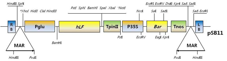 Partial map of the pSBG-hLF binary vector harboring the human lactoferrin gene.